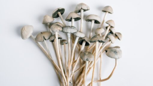 Blue Meanie shrooms