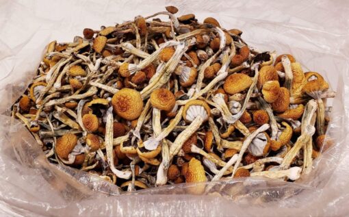 Golden Teacher shrooms