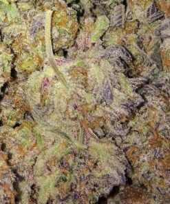 Motorbreath Strain