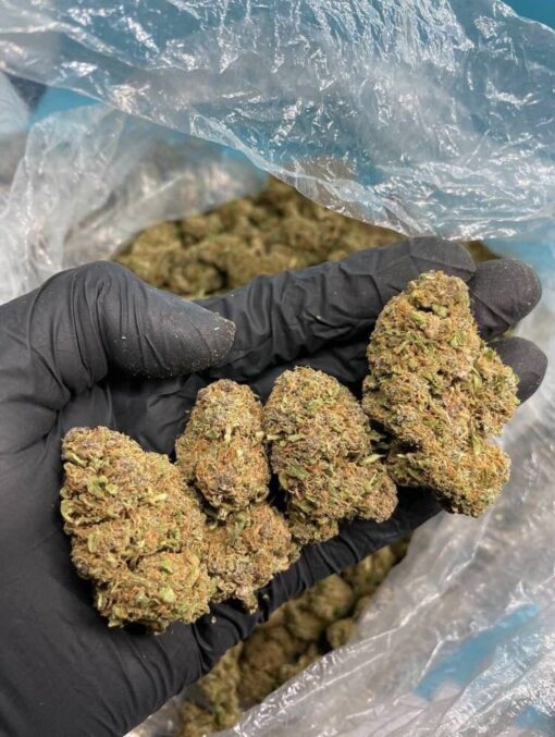 Purple Urkle