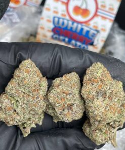 White Cherry Gelato
