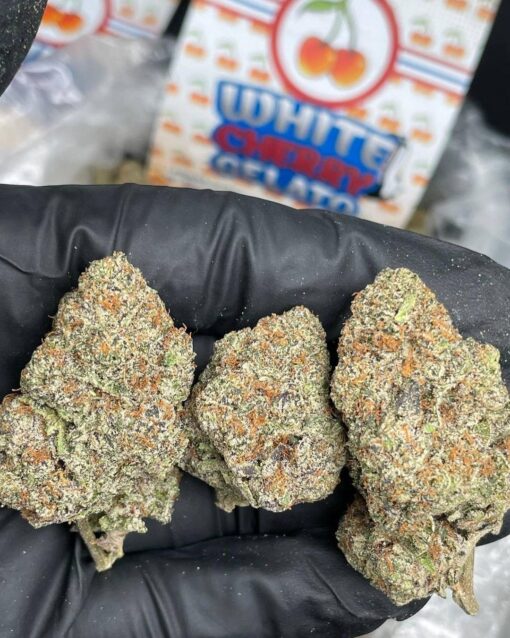 White Cherry Gelato
