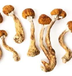 Magic Mushrooms
