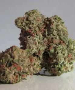Indica